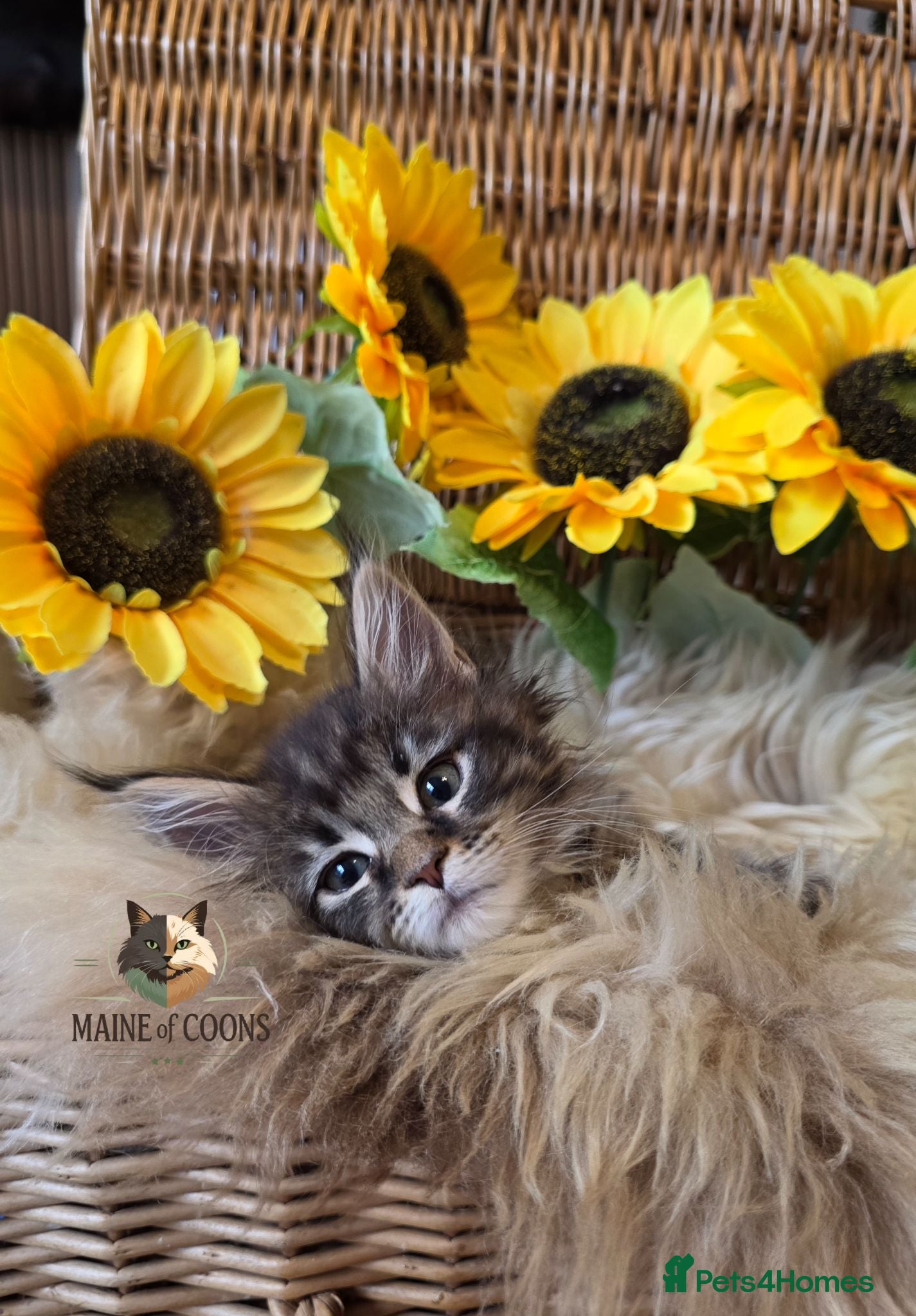 Maine Coon cats Maine coon kittens - Advert 2