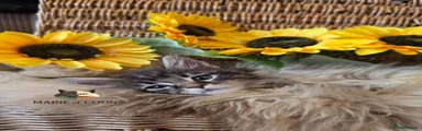 Maine Coon 11