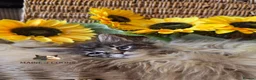 Maine Coon cats for sale: Maine coon kittens - Advert 26
