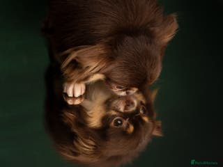 Chihuahua dogs Extra tiny chocolate and tan stud dog DNA tested in Rotherham - Advert 8