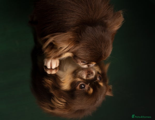 Chihuahua dogs Extra tiny chocolate and tan stud dog DNA tested in Rotherham - Advert 1