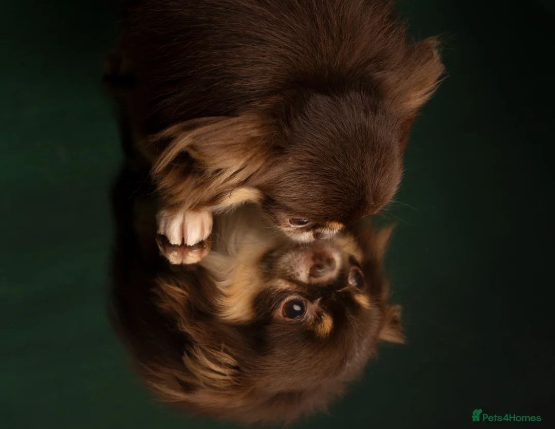 Chihuahua dogs for stud: Extra tiny chocolate and tan stud dog DNA tested in Rotherham - Advert 1