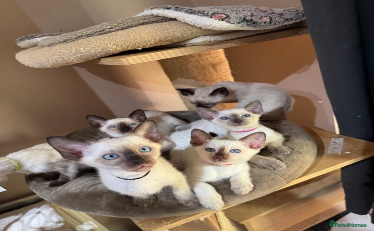 Siamese cats - Advert 1