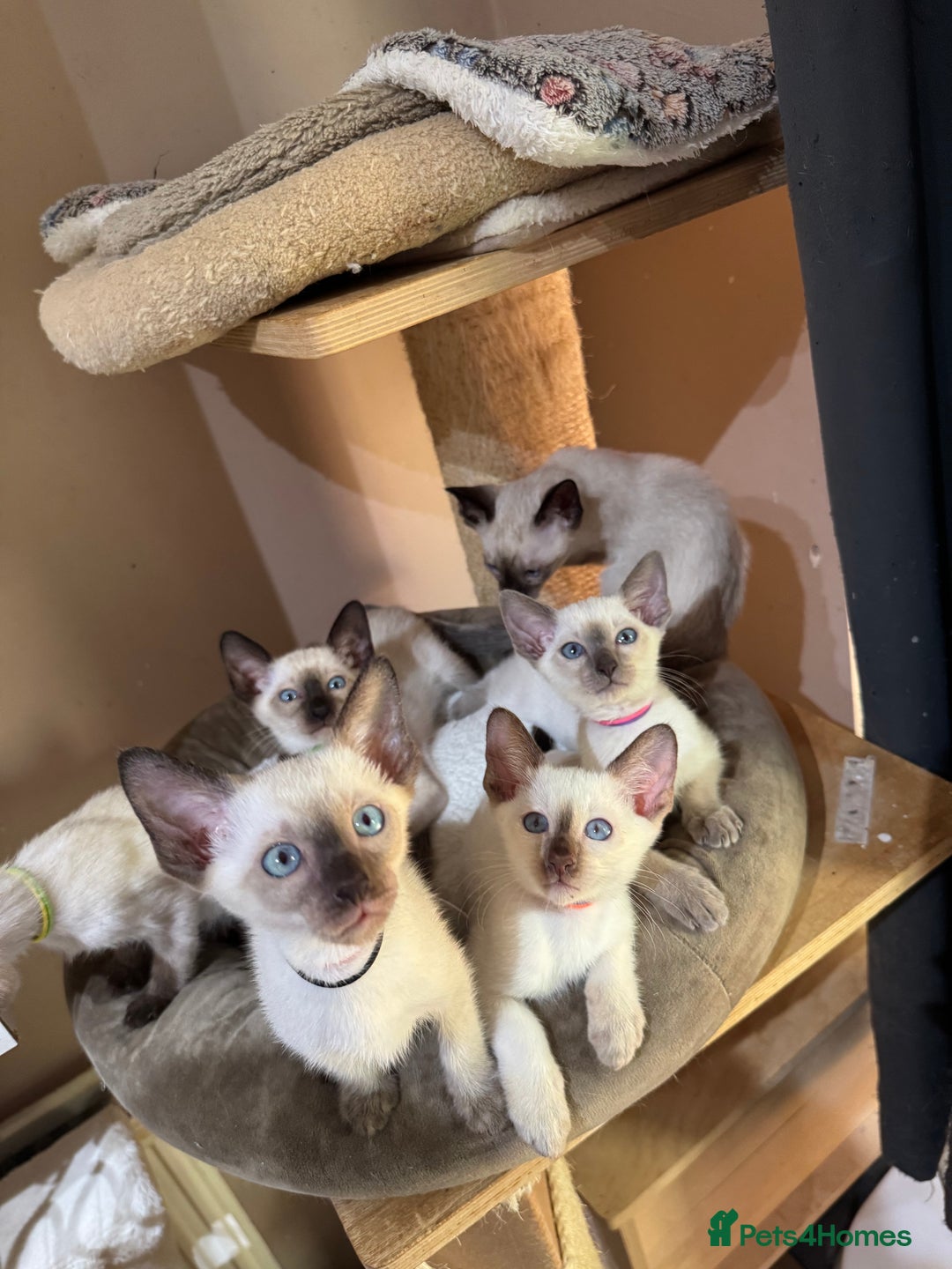 Siamese cats for sale: 6 cute Siamese kittens available  - Image 1
