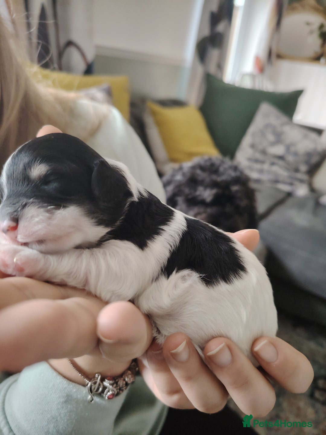 Cavapoo dogs for sale: Stunning tri coloured teddy bear Cavapoos x 6  - Advert 4