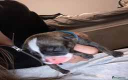 Staffordshire Bull Terrier dogs for sale: Staffordshire bull terrier Puppies  - Image 5