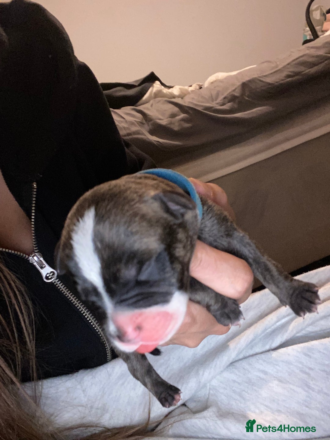 Staffordshire Bull Terrier dogs for sale: Staffordshire bull terrier Puppies  - Image 5