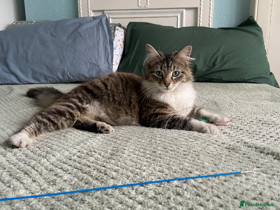 American Shorthair cats for sale: 2 sweet kittens girls and a gorgeous mama  - Advert 1
