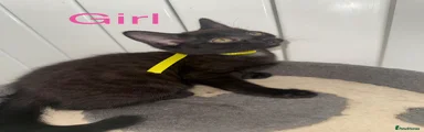 Girl Yellow Collar Black With Patterning 