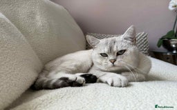 British Shorthair cats for stud: British short heer - Image 1