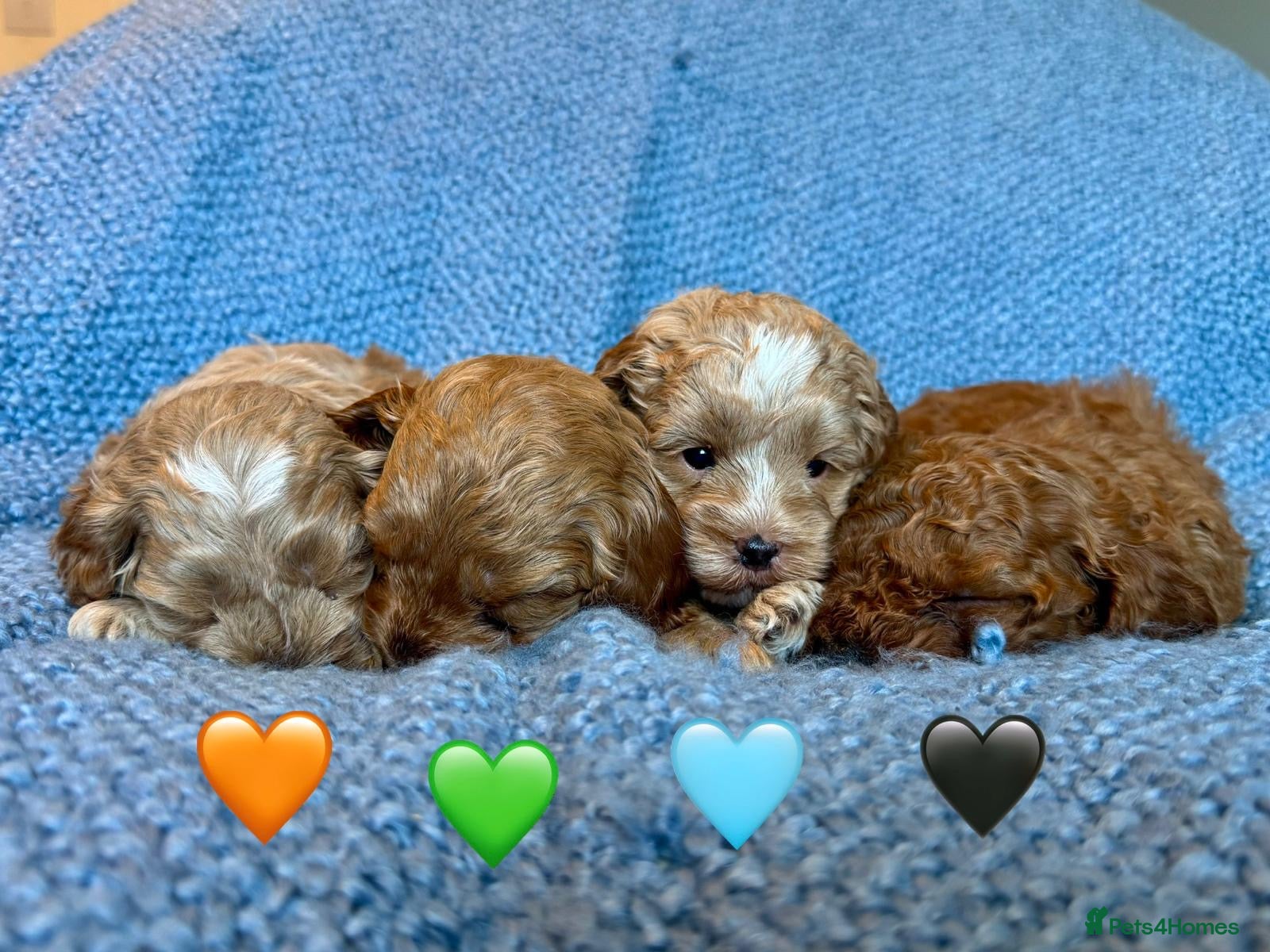 Cavapoo dogs Stunning F2 Cavapoo puppies 🩵🧡💚🖤 - Advert 2