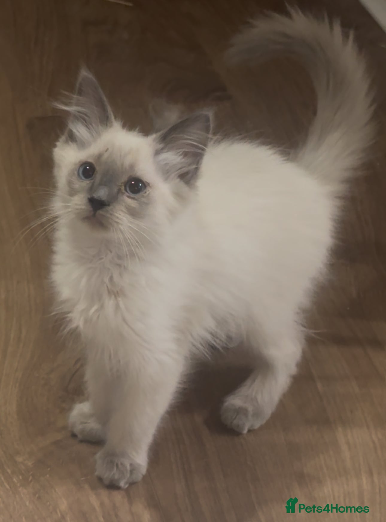 Ragdoll cats Champion GCCF Ragdoll 1 boy left  - Advert 1