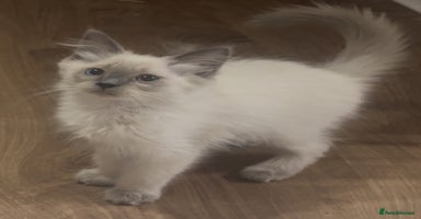 Ragdoll cats Champion GCCF Ragdoll 1 boy left  - Advert 15