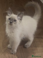 Ragdoll cats Champion GCCF Ragdoll 1 boy left - Advert 3