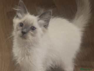 Ragdoll cats Champion GCCF Ragdoll 1 boy left - Advert 1