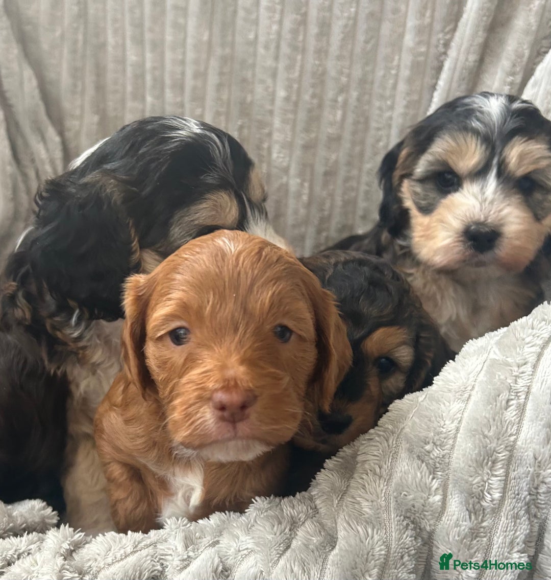 Cockapoo dogs for sale: Cockapoo Puppies - Image 13