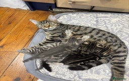 Domestic Shorthair cats for sale: Adorable Kittens - 4 available. Grey & Tabby - Image 2