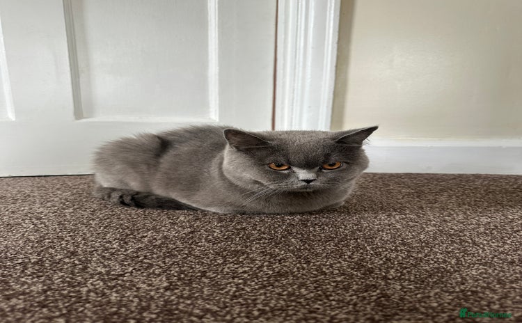 British Shorthair cats - Advert 16