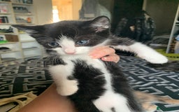 Mixed Breed cats for sale: 2 male 1female. Grey tabby, tabby, black and white - Image 5