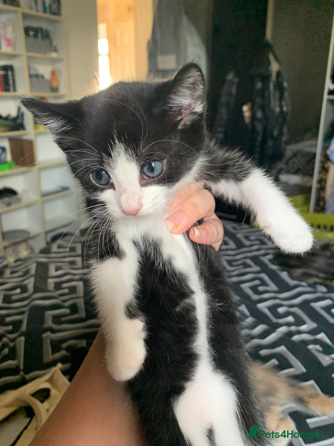 Mixed Breed cats for sale: 2 male 1female. Grey tabby, tabby, black and white - Image 5