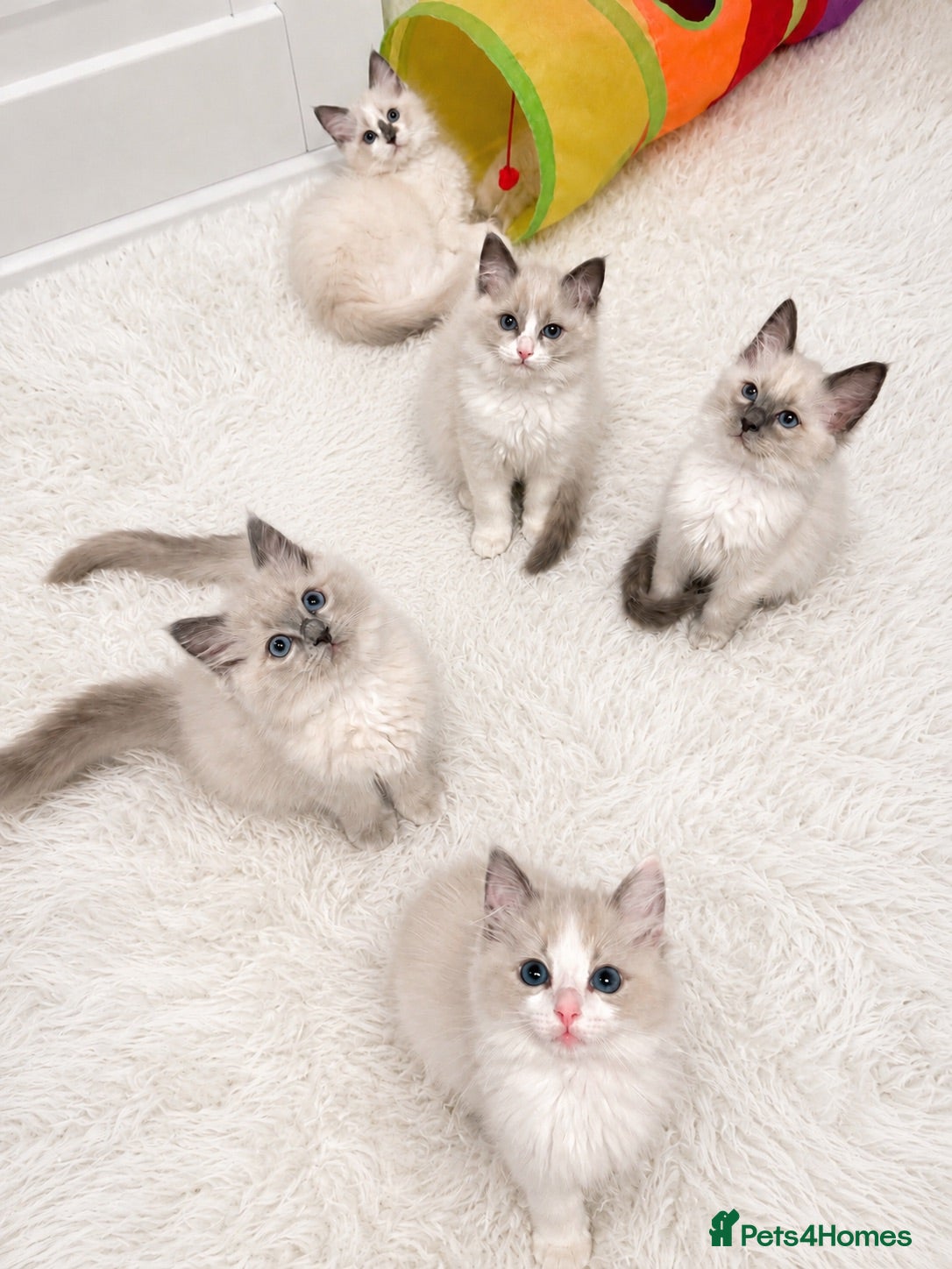 Ragdoll cats 5 Ragdoll Kittens For Sale - Advert 11
