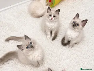 Ragdoll cats 5 Ragdoll Kittens For Sale - Advert 11