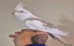 Cockatiels birds for sale: Young Cockatiels available for new homes - Image 3