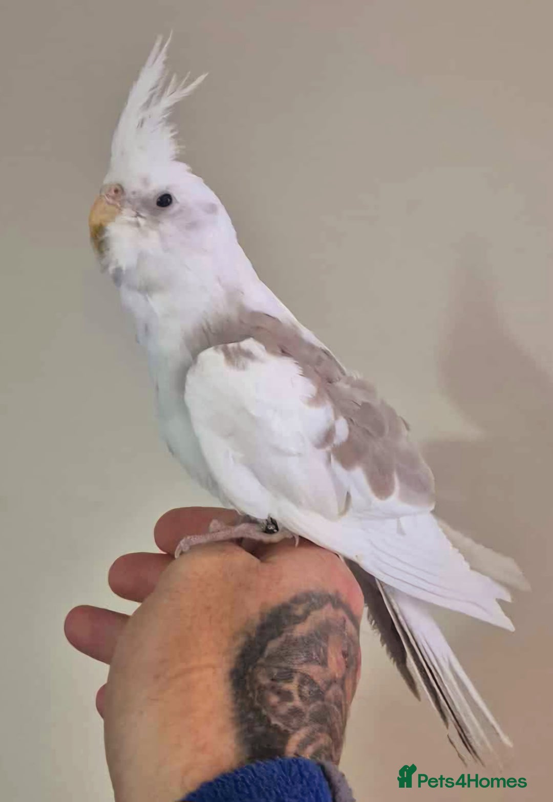Cockatiels birds for sale: Young Cockatiels available for new homes - Image 3