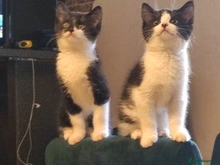 Mixed Breed cats Kittens - Advert 13