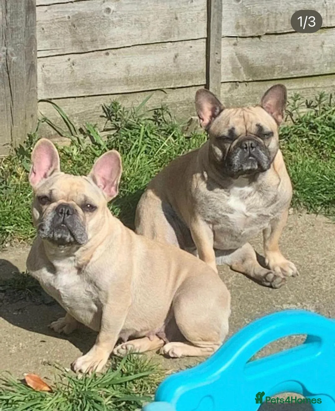 French Bulldog dogs for sale: Roxy kc reg french bulldog rehome - Advert 2
