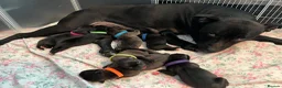 Mixed Breed dogs for sale: Staffy x Corso x Shepherd  - Advert 8
