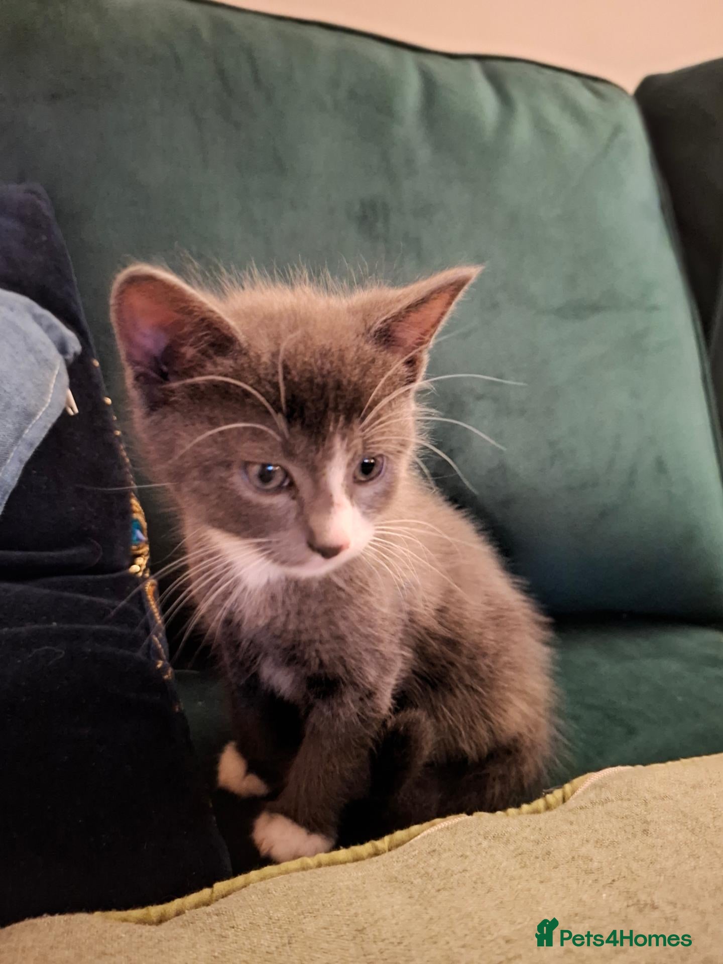 Mixed Breed cats Gorgeous grey girl kitten - Advert 11