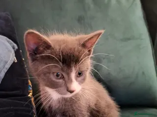 Mixed Breed cats Gorgeous grey girl kitten - Advert 11