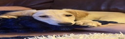 Saluki dogs for sale: Saluki 2 big boys left reduced £ - Advert 15