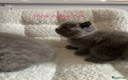 British Shorthair cats for sale: 4 purebred British shorthair kittens  - Image 4
