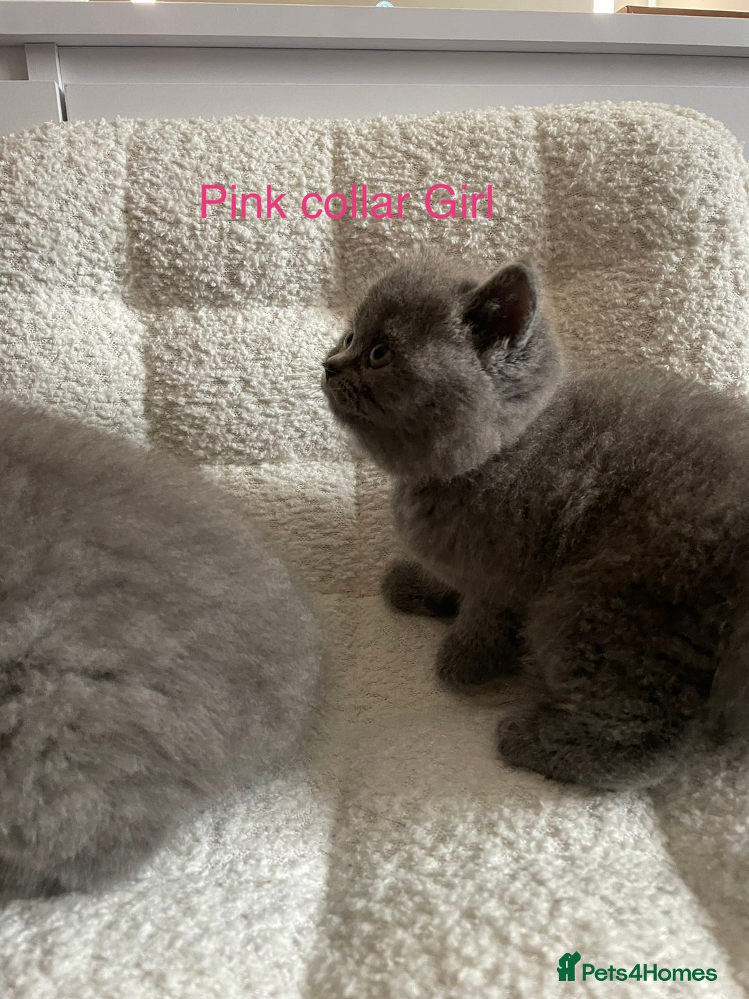 British Shorthair cats for sale: 4 purebred British shorthair kittens  - Image 4