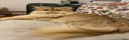 British Longhair cats for sale: GOLDEN BRITISH LONGHAIR  - Advert 2