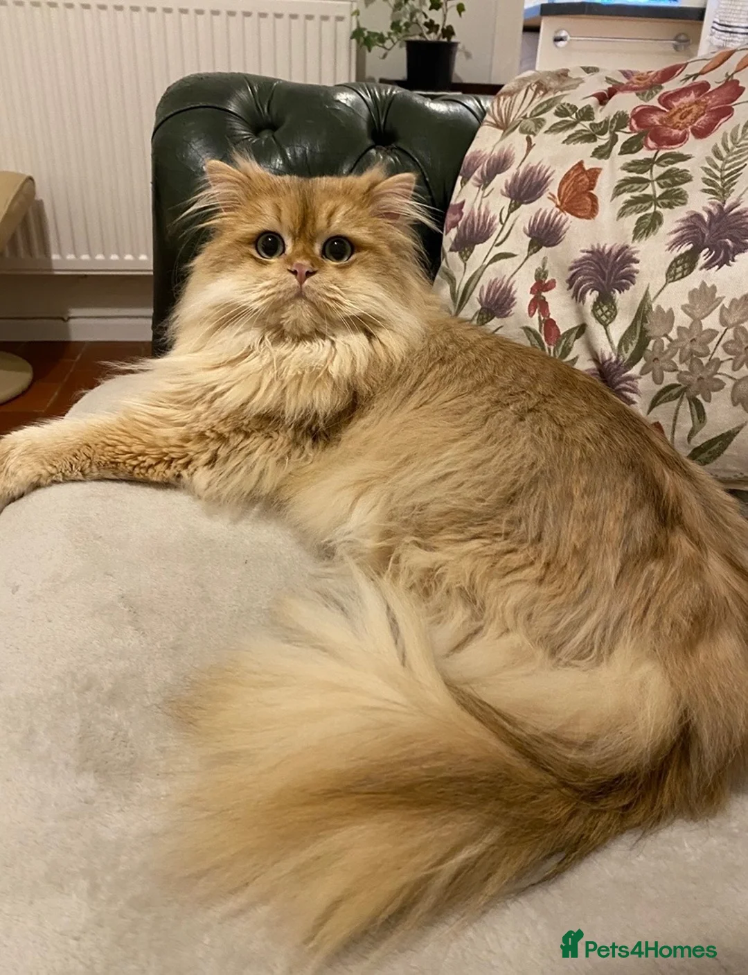 British Longhair cats for sale: GOLDEN BRITISH LONGHAIR  - Advert 2
