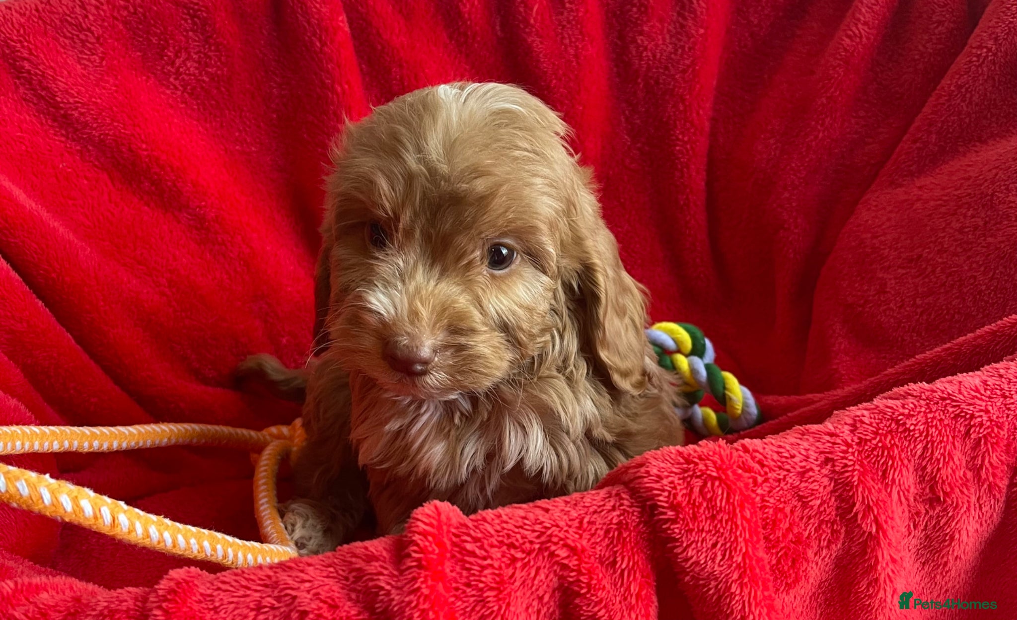 Cockapoo dogs Beautiful F1 cockerpoo pups NOW READY - Advert 2