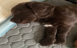 Cocker Spaniel dogs for sale: Working Cocker Spaniel puppies - Image 6