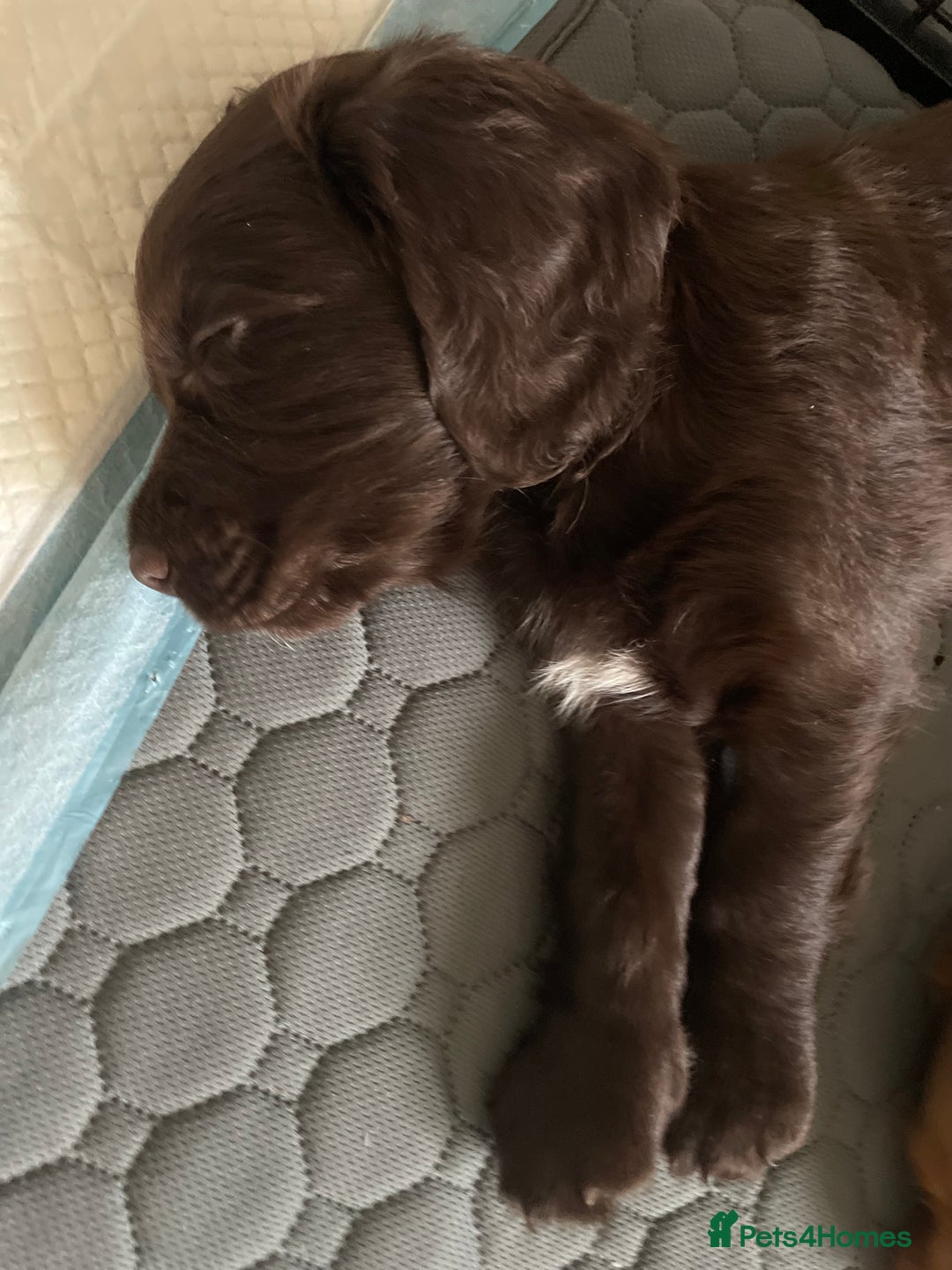 Cocker Spaniel dogs for sale: Working Cocker Spaniel puppies - Image 6
