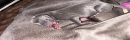 Mixed Breed dogs for sale: Whippet x Italian Greyhound Puppies  - Advert 16