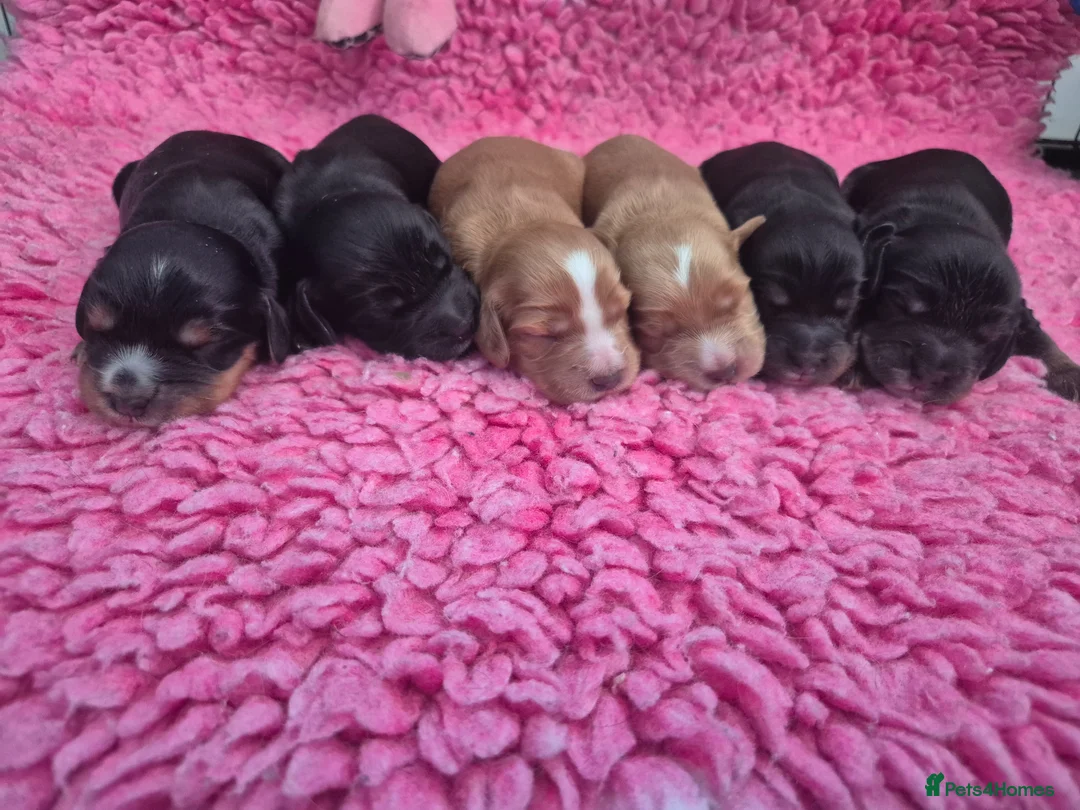 Cocker Spaniel dogs for sale: Beautiful Show Cocker x Working Cocker Puppies - Advert 8