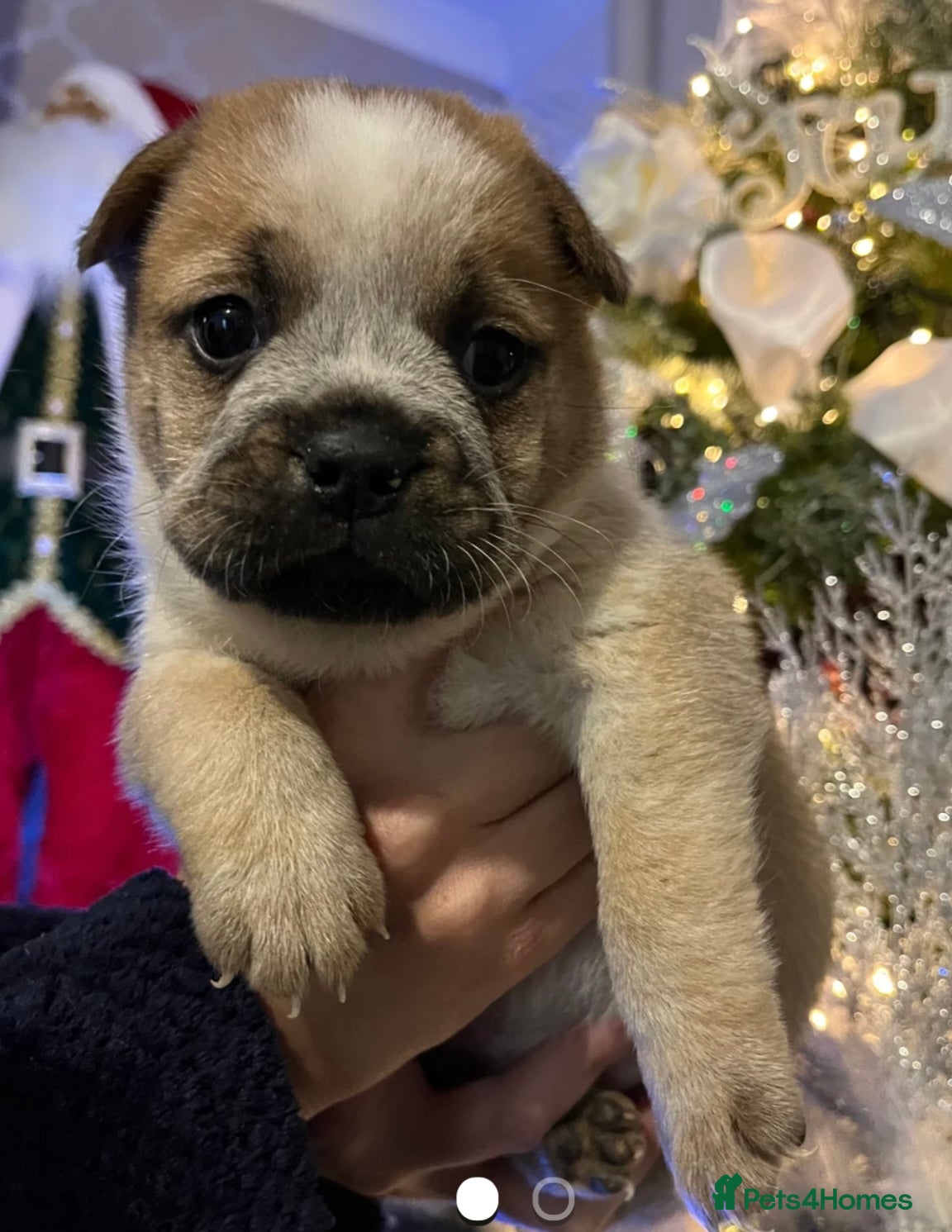 Mixed Breed dogs Last little girl frow frow left for  **  🎅 **  - Advert 8