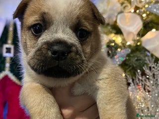 Mixed Breed dogs Last little girl frow frow left for ** 🎅 ** - Advert 8