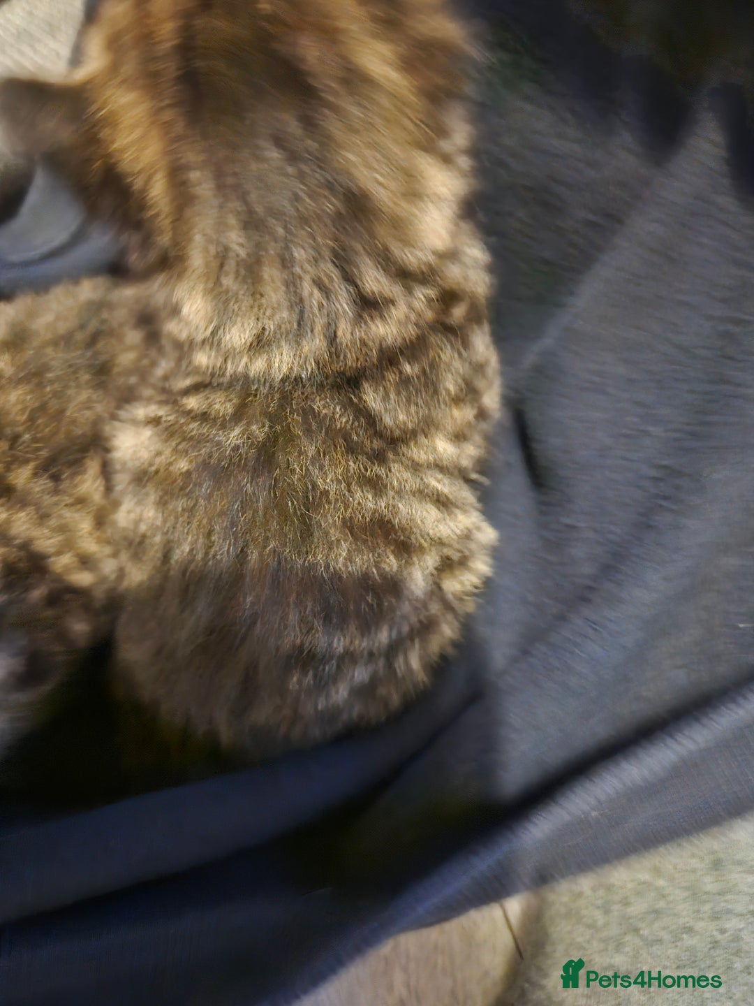 Bengal cats for sale: bengal cross kittens - Advert 5