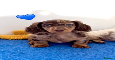 Miniature Dachshund dogs - Advert 13
