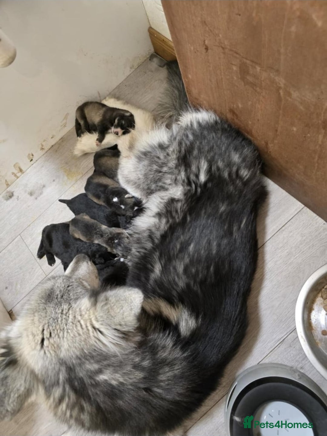 Mixed Breed dogs for sale: German Shepherd X Puppies - Image 4