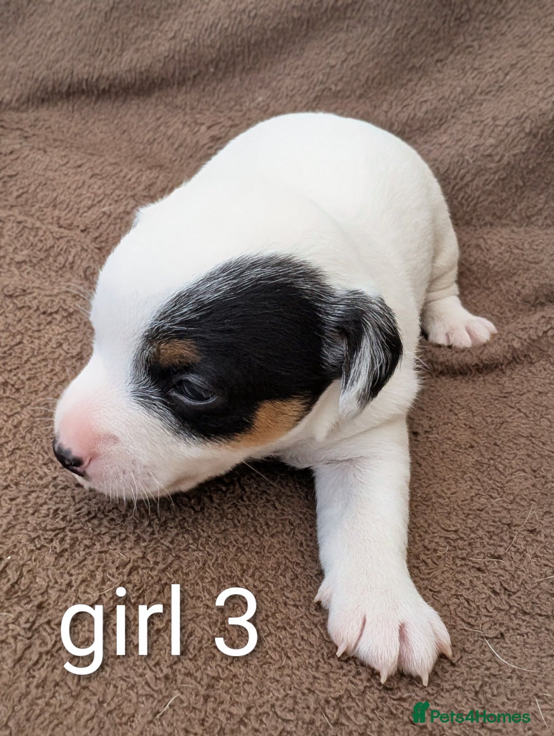 Jack Russell dogs for sale: Delightful Jack Russell Puppies  - Image 6