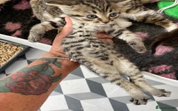 Bengal cats for sale: Beautiful Female Kittens - Image 4
